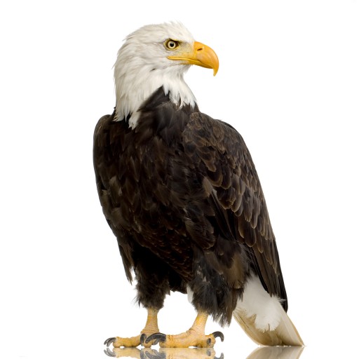 Filipino Word Of The Day Eagle noun 